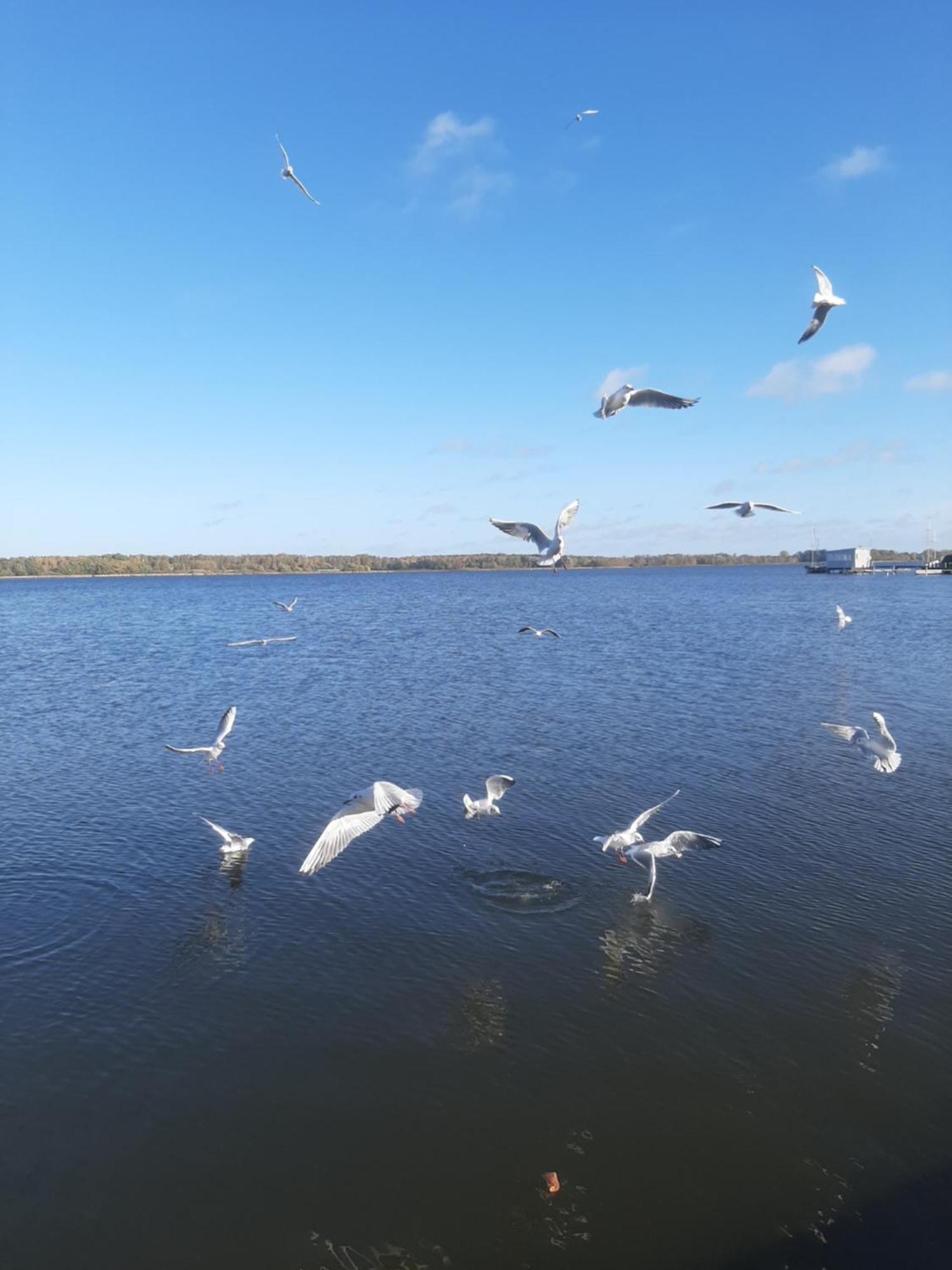 Hotel Perle Am Bodden リーブニッツ・ダムガルテン エクステリア 写真